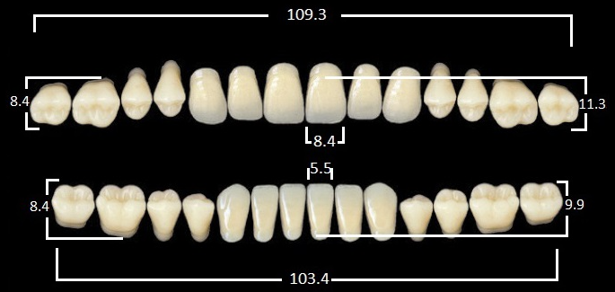 Зубы пластмассовые CLORIA NEW ASE фасон T5, цвет W05 (гарнитура-28шт)
