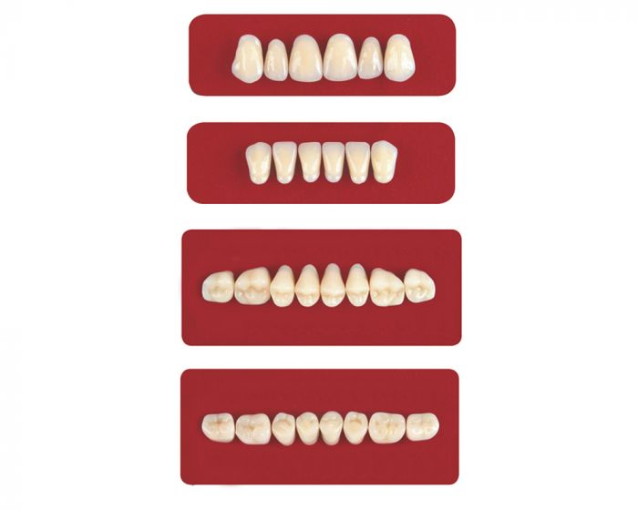 Гарнитур фронтальных зубов, низ. C4-63, Acry Rock V