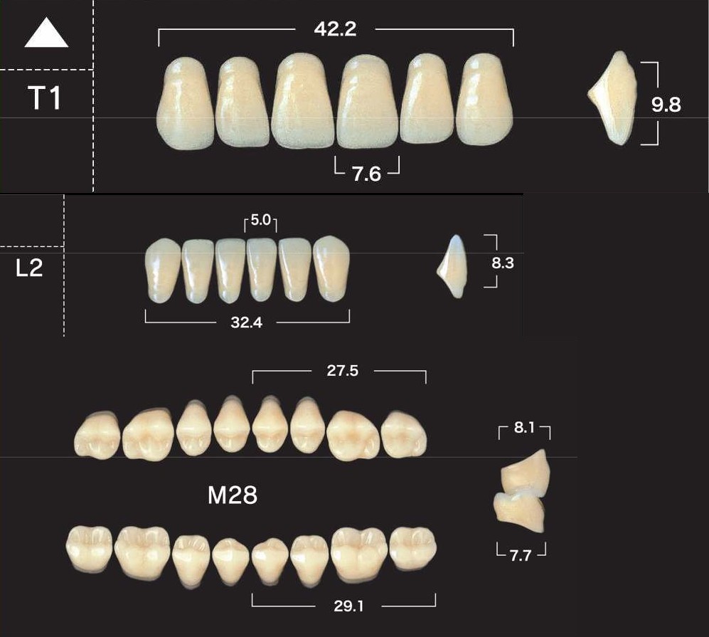 Зубы пластмассовые CLORIA NEW ASE фасон S4, цвет С4 (гарнитура-28шт)